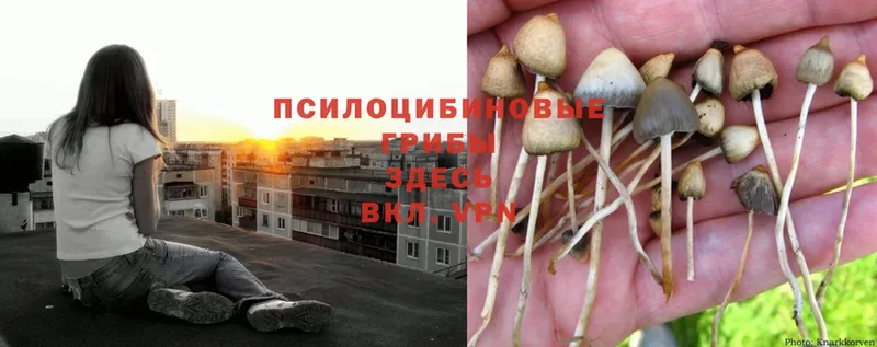 hydra ссылки  купить   Дмитриев  Галлюциногенные грибы Psilocybine cubensis 